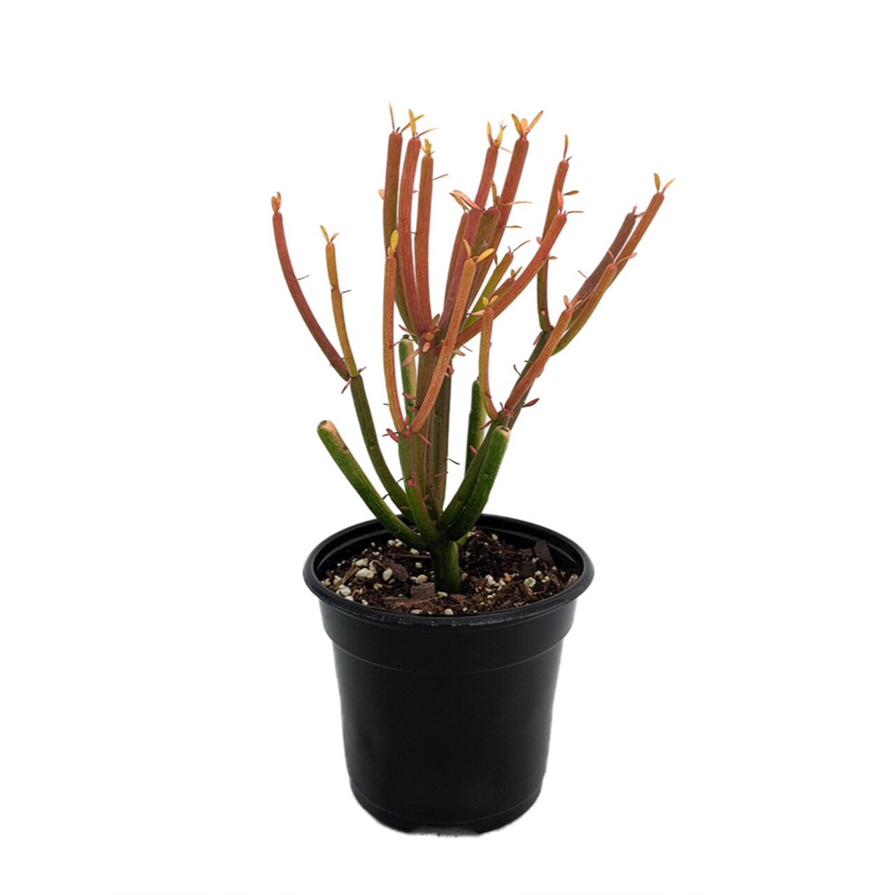 Firesticks Pencil Cactus - Euphorbia - Hard to kill! - 4" Pot